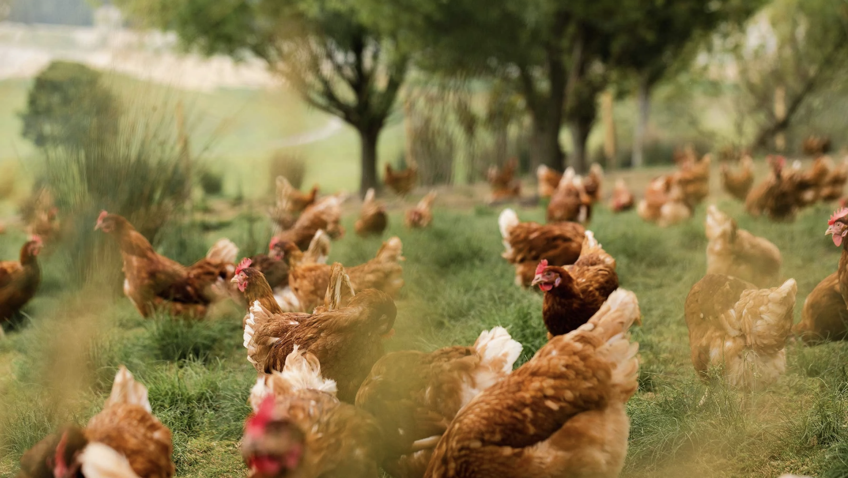 Free-range chickens in natural environment