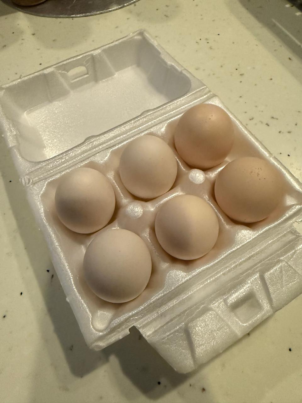 Farm Life - Happy Chickens