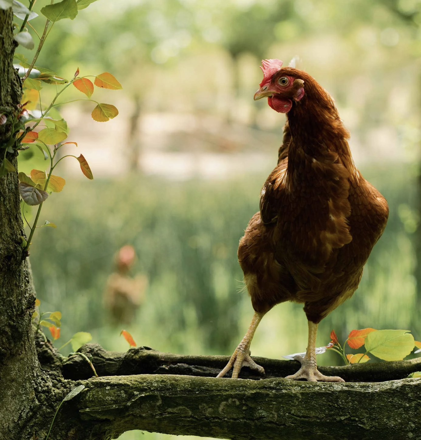 Happy free-range hen